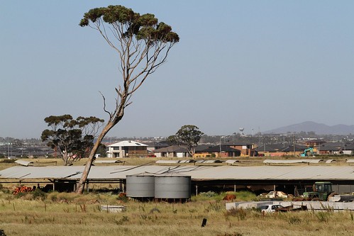 Looking across the grasslands of Truganina towards the spreading housing estates of Tarneit