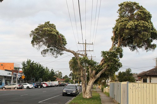 Paperbark tree with the middle chopped out so that it's clear of power lines