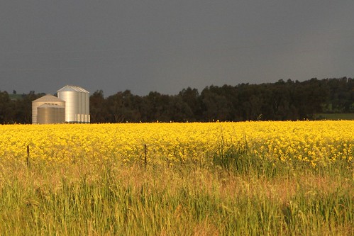 Canola fields outside Harefield