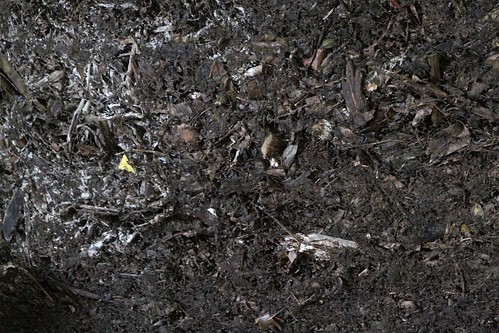 Fungus covers the finished compost waiting to be removed from the composting cell