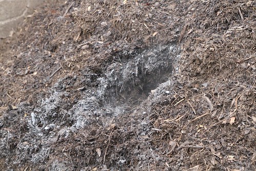 Steam comes out of the still warm finished compost