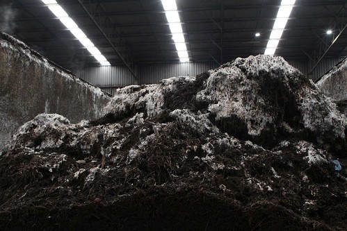 Fungus covers the finished compost waiting to be removed from the composting cell