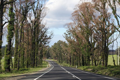 Fire damaged trees flank the Princes Highway near Orbost