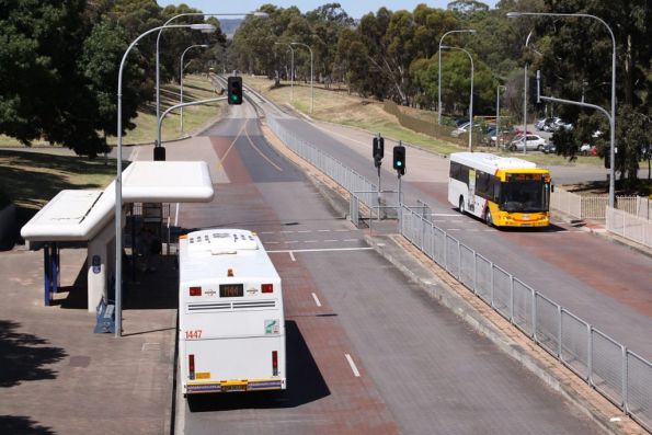 Outbound #1447 stops for passengers at Klemzig Station, as a citybound bus does the same