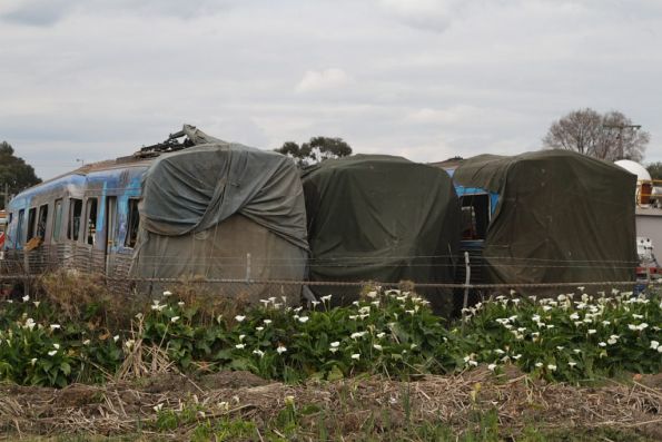 Comeng carriages 305M, 1003T and 306M stored in the Membreys Transport yard near Dandenong