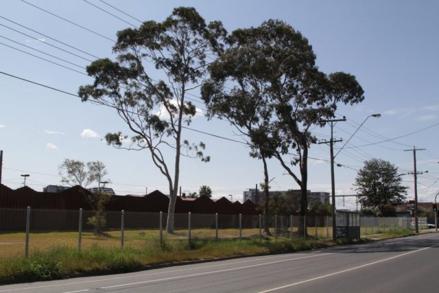 Trees from the former David Matthews Park still in place, but everything is fenced off