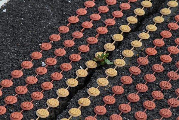 Weeds growing in a crack in the asphalt on the platform at Kensington station