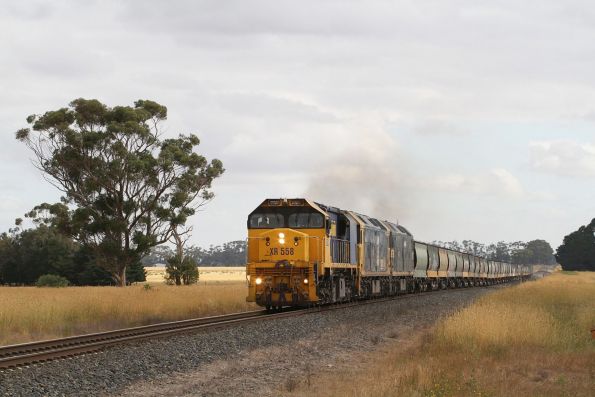 XR558 leads BL33 and G523 on a down PN grain at Langi Logan