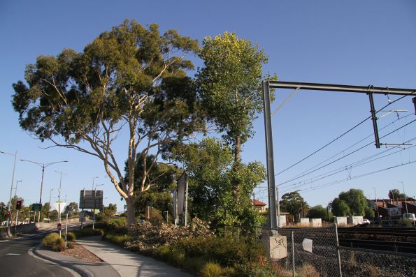 Chopping down trees on the east side of the railway at Sunshine for Melbourne Airport Rail service relocation works