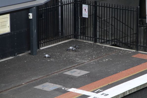 Sunshine platform 4 covered in pigeon crap thanks to the exposed station concourse trusses forming a perfect home for birds