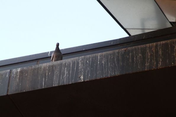 Pigeon looks out from a wall covered with bird poo at Sunshine station 