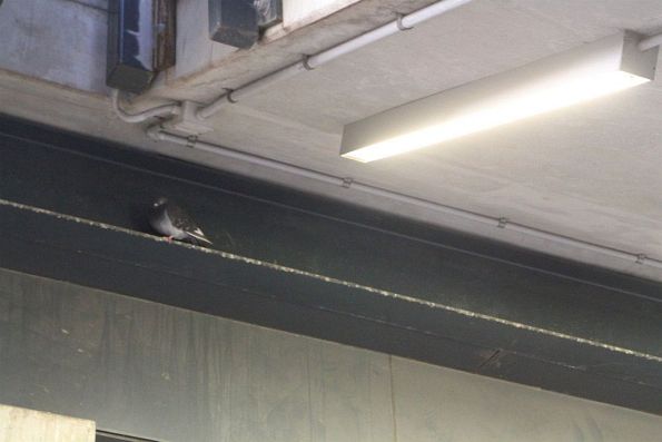 Pigeon looks out from a steel beam covered with bird poo at Sunshine station 