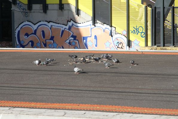 Pigeons eating bread some bird feeding dimwit has dumped on the platform at a railway station