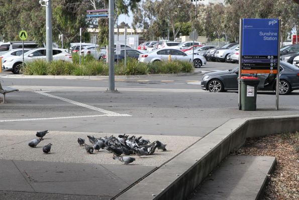 No wonder Sunshine station is covered in pigeon poo - some moron keeps feeding them