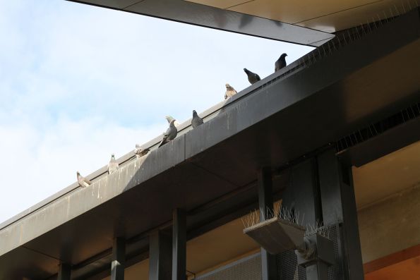 Pigeons atop the west entrance to Sunshine station, their previous perch now covered in spikes to prevent the station being covered in bird poo