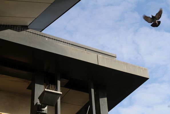 Pigeon tries to land atop the west entrance to Sunshine station, their previous perch now covered in spikes to prevent the station being covered in bird poo